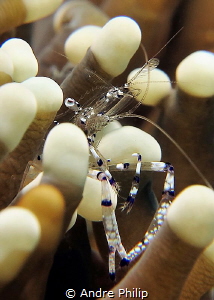 The filigree tools of a anemone shrimp by Andre Philip 